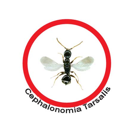 HPR2573 CEPHALONOMIA TARSALIS - Osd gruppo Ecotech srl - Allontanamento piccioni,disinfestazione,HACCP, roditori